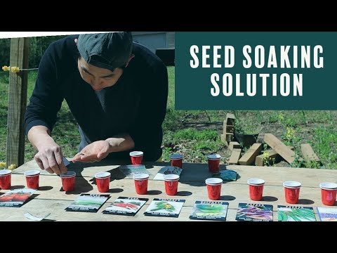 Let's Use Seed Soaking Solution to Start Seeds