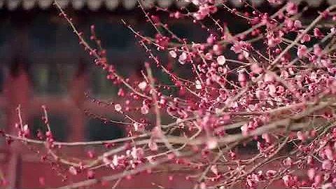 Springtime is Blooming in Suzhou - DayDayNews