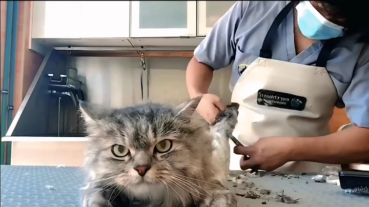 Video 9294211: persian cat hair cutting, fluffy persian cat, pet grooming, beautiful long hair