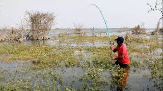 Amazing fishing|catching big Rohu fishes in indian river|krishna river