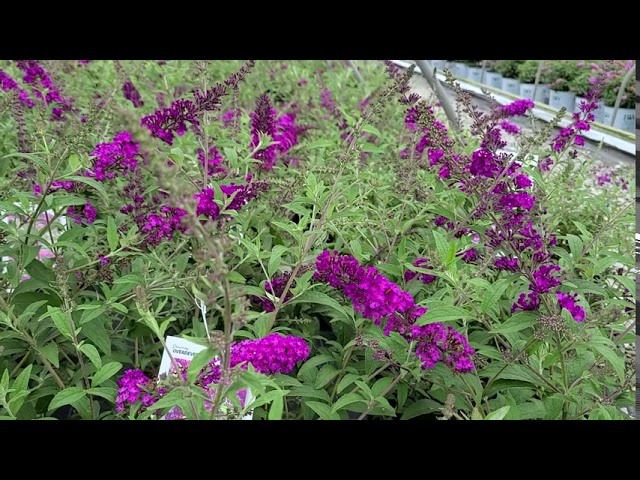 Buddleia Royal Red / GORGEOUS red/purple💜flowers on this large shrub attract butterflies all summer!