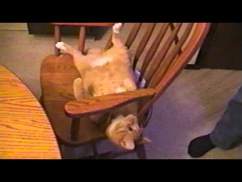 Cat Does Amazing Chair Flip