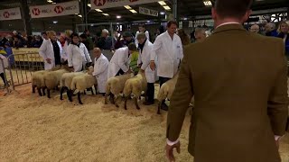 Defaid Mynydd Cymreig Croes Suffolk Cross Welsh Mountain Sheep