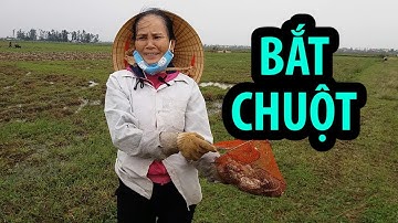 Bí quyết của người Quảng Bình trị chuột ăn lúa
