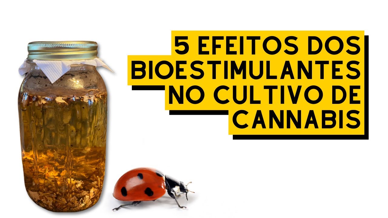 CONHEÇA os BENEFÍCIOS dos BIOESTIMULANTES na CANNABIS (análise de artigo)