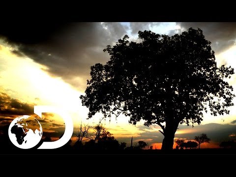 Wideo: Informacje o drzewie kiełbasy: Jak hodować drzewa kigelii w krajobrazie