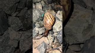 Snail 🐌 #crab #fish #scorpion #millipede #monkey #shorts #frog #dogs #insects #nature #insects