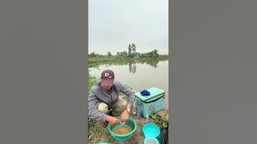 Cách pha mồi vuốt câu cá diếc đơn giản. #fishing  #cauca ##caucagiaitri  #moicauca  #phuhaifishing