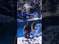 Simulate extreme hunting &amp; survival skills vol251 rdr2 #shorts #short