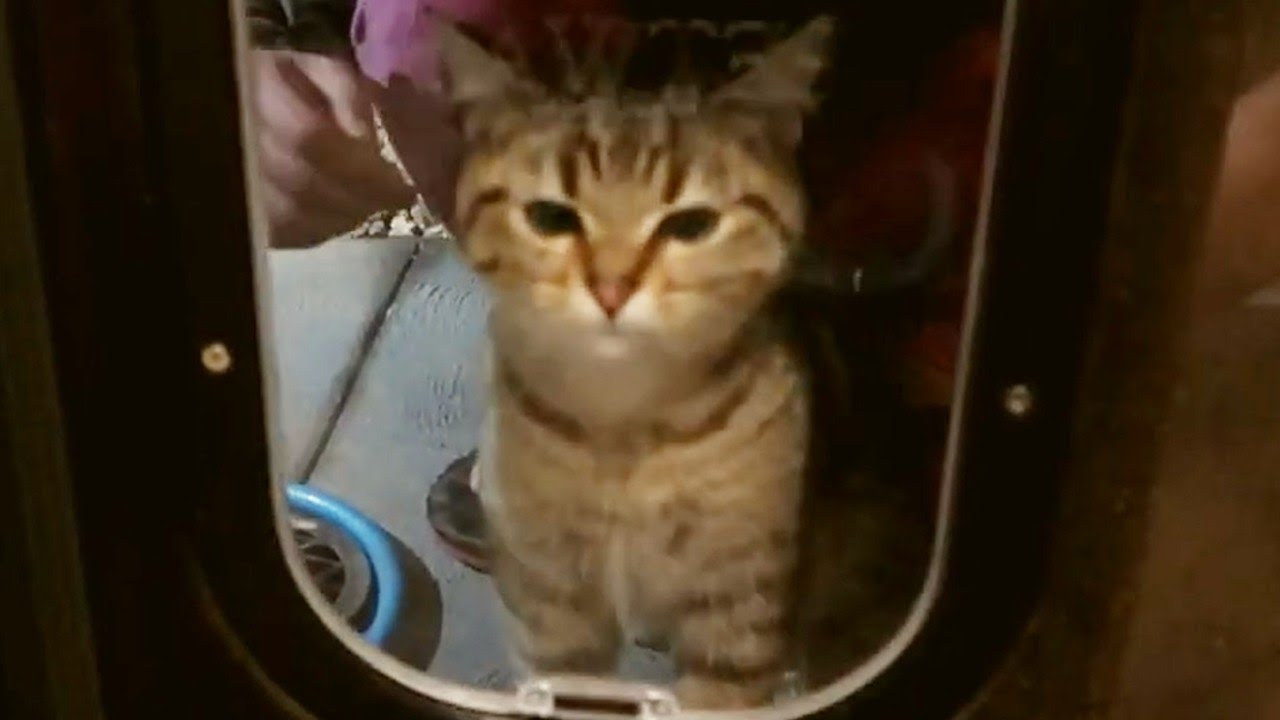 TRAINING MY CAT TO USE CAT DOOR catdoor petdoor cats catlife