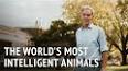 The Fascinating World of Animal Intelligence ile ilgili video