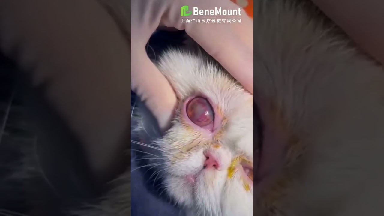 "Step-by-Step Veterinary Corneal Bandage Lens Fitting Protocol: Master Animal Eye Care Techniques"