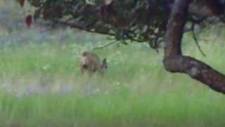 deer me.AVI