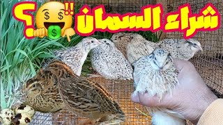 شراء السمان🤑/واخيرا تربية طائر السمان .. ؟