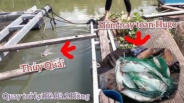 Trở Lại Bè Bà Hai Hồng Săn hàng , Đụng Ngay Ổ Cá Tra Khủng | Trần Đại Fishing #11