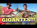 Tarariras tornasoles gigantes en Pesca en agua dulce