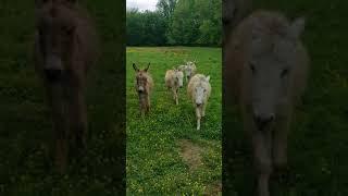 Daisy Donkey And Friends Run And Kick Delight