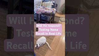 Teaching My Cat to Come When Called (With Distractions!) #cattraining #catskills #catshorts #catdad