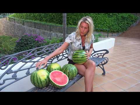 Video: Behandla en vattenmelon med Cercospora-bladfläckar - känna igen Cercospora på vattenmelonblad
