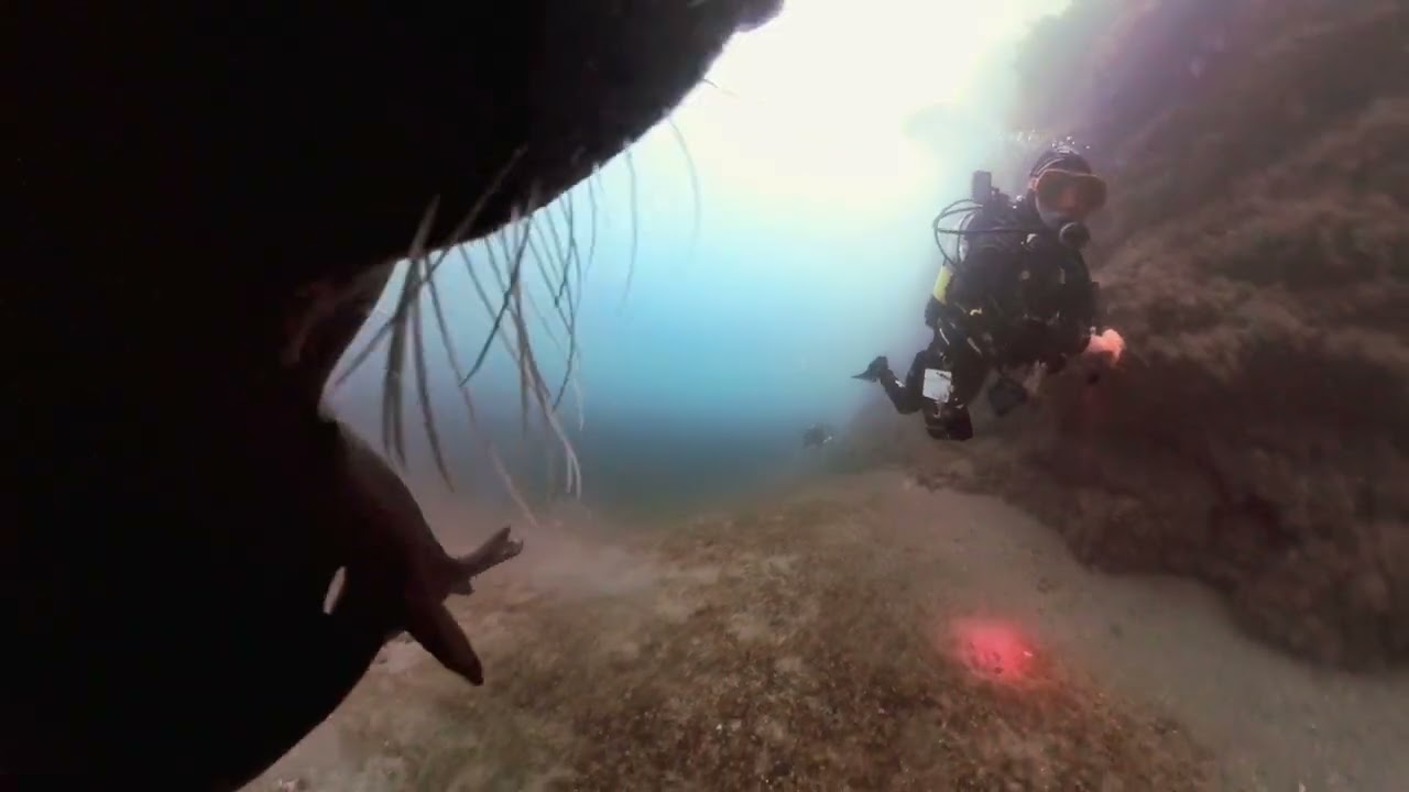 ‪@BritishSubAquaClub‬