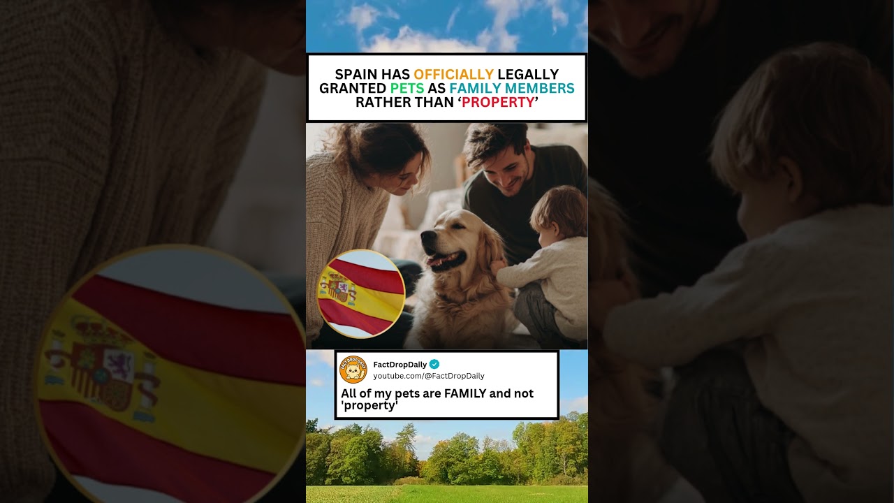 Spain Legally Grants Pets As Family Members!