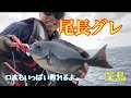 尾長グレに口太グレ！絶好調な深島【シビウド】8分くらいから12分くらいまで音ズレ有り編集アプリでバグっすわ。。。