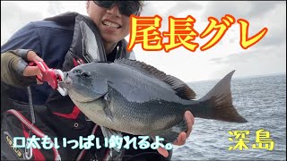 尾長グレに口太グレ！絶好調な深島【シビウド】8分くらいから12分くらいまで音ズレ有り編集アプリでバグっすわ。。。