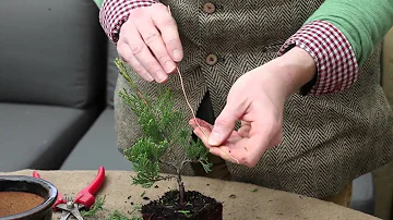 Comment creer un bonsai Olivier ?