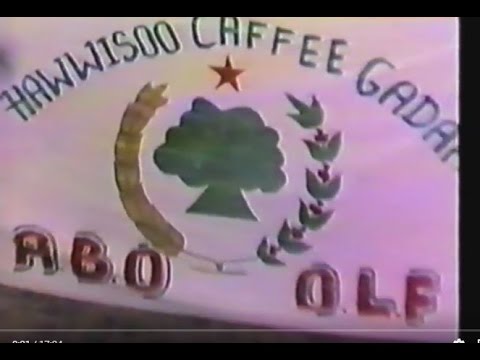 Hawwiso Caffee Gadaa  Guyyaa Eebba WBO 1991 Dirree Dhawa Oromiya kutaa 1