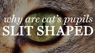 Why Are Cat's Pupils Slit Shaped?