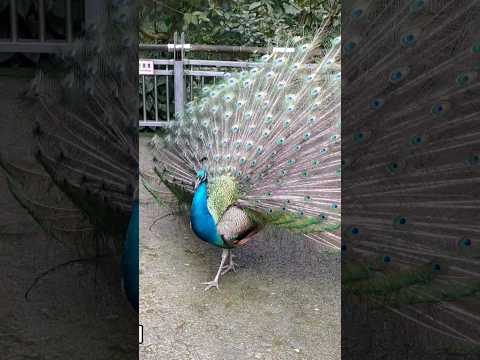 Taipei Zoo 臺北市立動物園-木柵鳥園-孔雀開屏 Peacocks Opening Feathers 【喵哈】