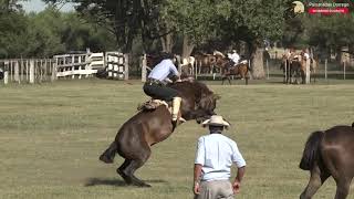 GRAN JINETEADA CATEGORÍA BASTOS CON ENCIMERA  - 35 RESERVADOS - INDIO RICO 5/02/2023