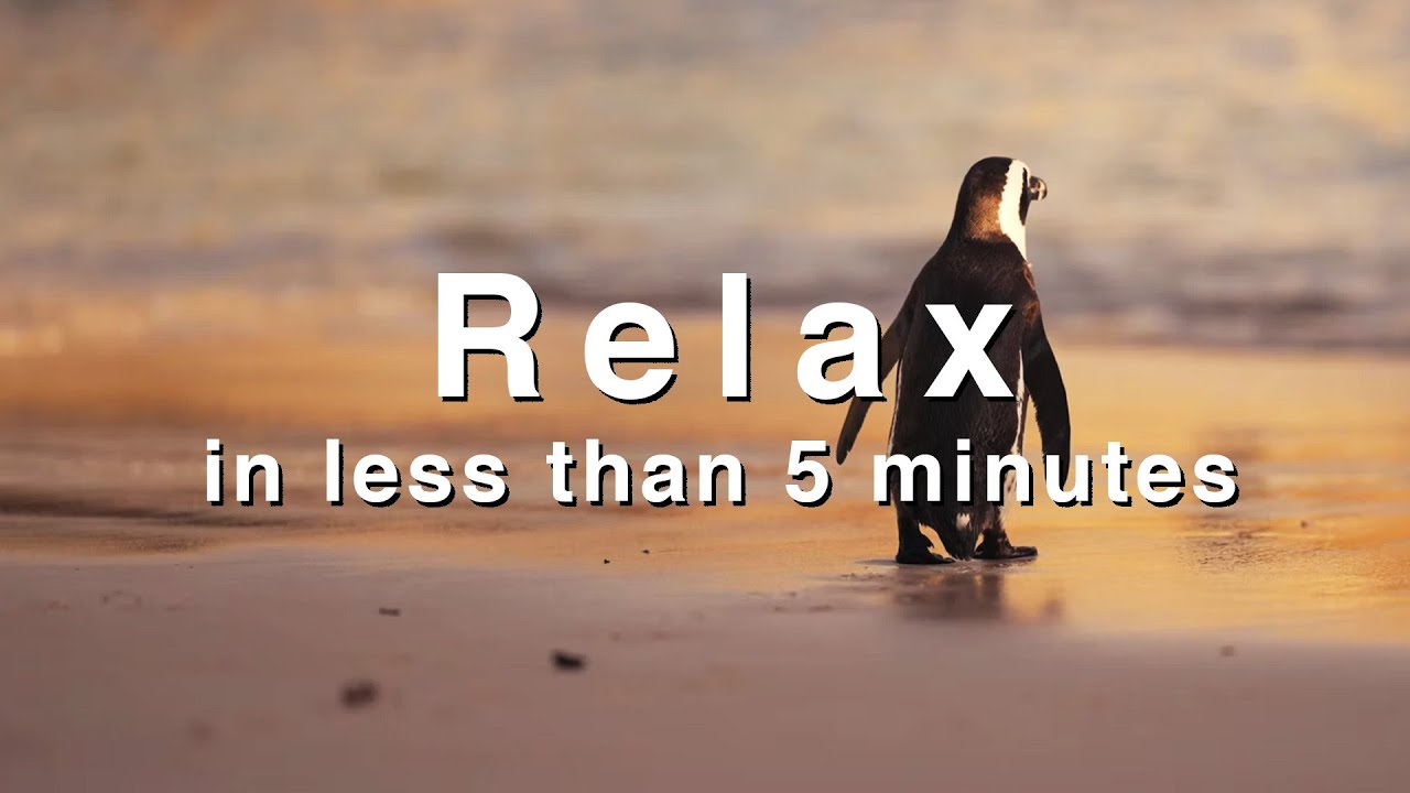 Watch Relax in less than 5 minutes | Sunrise | Just Relax on YouTube Watch Relax in less than 5 minutes | Sunrise | Just Relax on YouTube