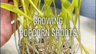 Growing Popcorn Shoots