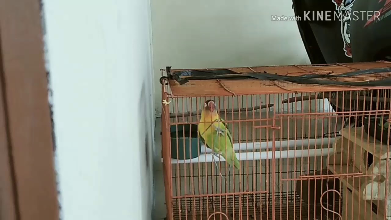 burung lovebird belajar ngekek pake hp, 3 hari langsung ngekek 