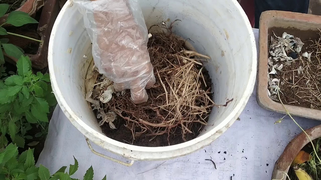🔅How to make organic fertilizer at home whole process in easy steps 🔅