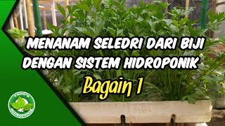 How to grow celery from seeds with a simple hydroponic system to be successful part 1