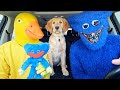 Puppy Surprises Poppy Playtime &amp; Duck With Car Ride Chase!
