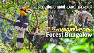 Pakuthippalam Forest Bungalow | Nelliyampathi Forest | Hornbill Story