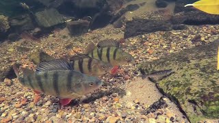 Big Perch Engulf Live Baits Underwater (w/Circle Hooks)