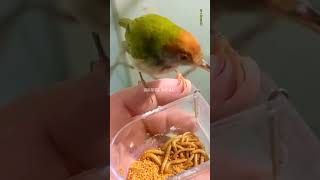 Download Lagu Ciblek Lumut #ciblek #ciblek_gunung MP3