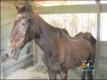 Starving Horses Found In SW Miami Florida