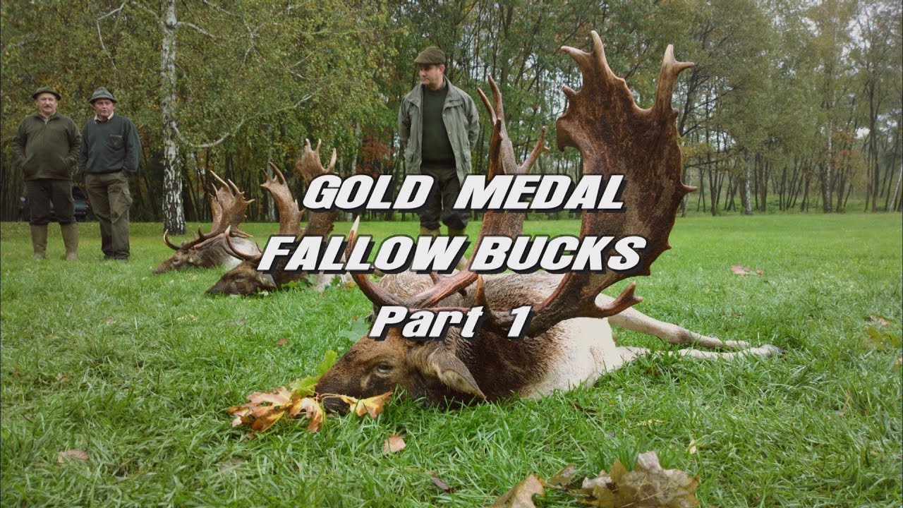 Gold Medal Fallow Bucks Part 1 Trailer YouTube