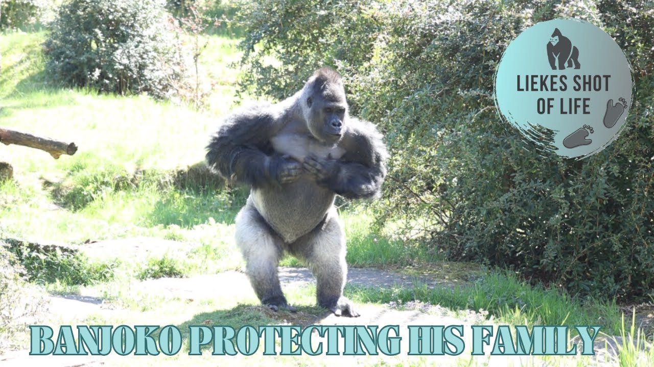 SILVERBACK BANJOKO IS AFRAID OF A TURTLE?!