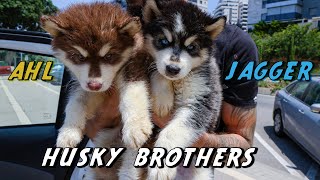 Bringing New Husky Puppies Home| 8 Weeks Old