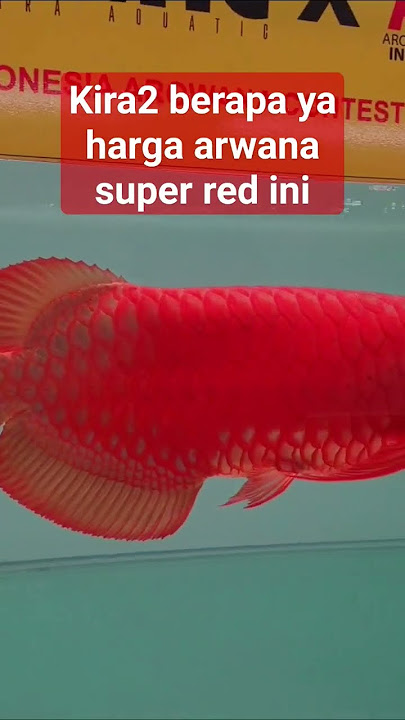 Berapa harga ikan arwana Super Red? #arowana #superred