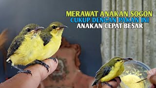 HOW TO CARE FOR AND FEED SOGON (SOGOK ONTONG) CHICKENS, THIS IS THEIR DAILY FEED GUARANTEED TO MA...