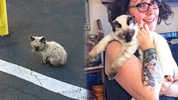 Woman Finds a Stray Kitten And Turns His Life Upside Down