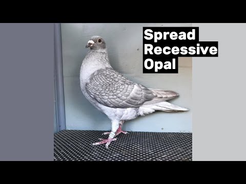 Spread Recessive Opal Racing Pigeon Project Update