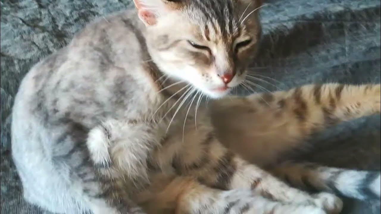 Why does the cat clean itself !! Cute Cat Cleans Himself 🐈,cat lovers